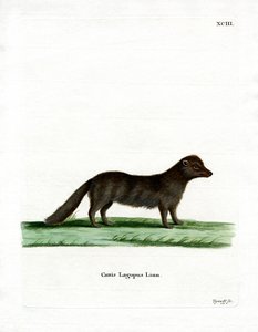 Arctic Fox (värillinen kaiverrus) tekijältä German School
