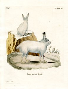Arctic Hare (värillinen kaiverrus) tekijältä German School