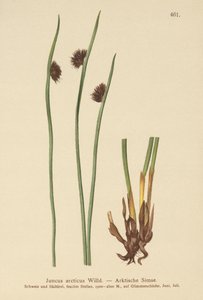 Arctic Rush (Juncus arcticus) tekijältä German School