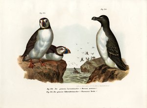 Arctic Puffin, 1864 tekijältä German School