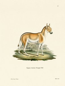 Asian Wild Ass (värillinen kaiverrus) tekijältä German School