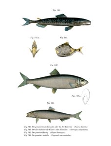 Atlantic Saury (värinen lito) tekijältä German School