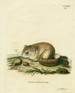 Australian Pygmy Flying Phalanger (värillinen kaiverrus) tekijältä German School