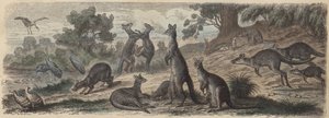 Australian villieläimet (värillinen kaiverrus) tekijältä German School