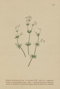 Itävallan Bedstraw ( Galium Austriacum , Galium wild ( var. glabrum ) Galium tekijältä German School