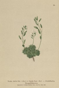 Itävallan Whitlow Grass (Draba dubia, Draba frigida) tekijältä German School