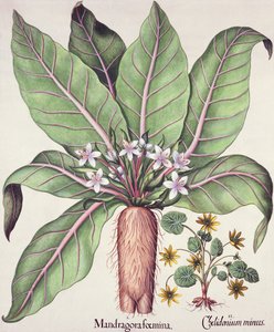 Autumn Mandrake, Basil Beslerin (1561-1629) pubista Hortus Eystettensis. 1613 (käsinvärinen kaiverrus) tekijältä German School