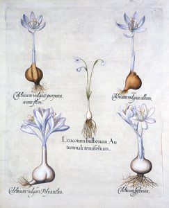 Syksyiset lumihiutaleet ja niittysahramit, Hortus Eystettensis, kirjoittanut Basil Besler (1561-1629), pub. 1613 (käsinvärinen kaiverrus) tekijältä German School