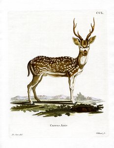 Axis Deer (värillinen kaiverrus) tekijältä German School