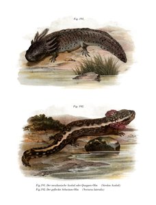 Axolotl (värilliset osat) tekijältä German School