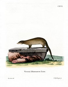 Banded Mongoose (värillinen kaiverrus) tekijältä German School