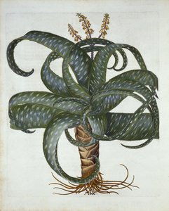 Barbados Aloe, Hortus Eystettensis, Basil Besler (1561-1629) pub. 1613 tekijältä German School