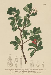 Karhunmarja (Arctostaphylos Uva ursi, Arctostaphylos officinalis) tekijältä German School