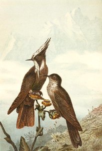 Bearded Helmetcrests, levy "Brehms Tierleben: Allgemeine Kunde des Tierreichs", osa 4, s. 675, julkaisija Bibliographisches Institut tekijältä German School