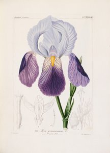 Parrakas iiris, kaiverrus Ch. Schnorr (käsinvärinen lito) tekijältä German School