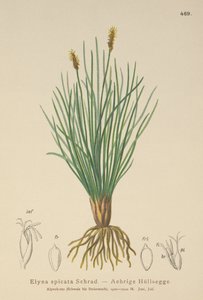 Bellardis suon sara (Kobresia myosuroides, Elyna myosuroides, Kobresia bellardii, Elyna bellardii, Elyna scirpina, Elyna spicata) tekijältä German School