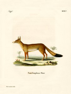 Bengal Fox (värillinen kaiverrus) tekijältä German School