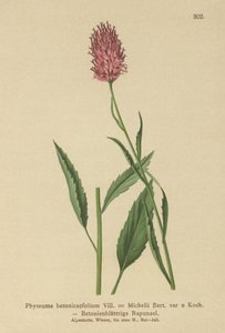Betony-lehtinen rampioni (Phyteuma betonicaefolium) tekijältä German School