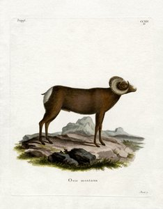 Bighorn Sheep (värillinen kaiverrus) tekijältä German School