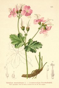 Isojuurinen Geranium (Geranium macrorrhizum) tekijältä German School