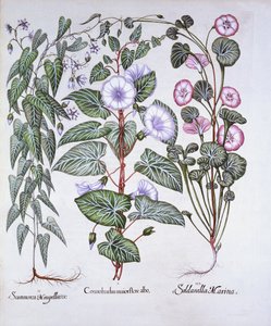 Bindweed, Dogs Bane ja Sea Bindweed, Hortus Eystettensis, kirjoittanut Basil Besler (1561-1629), pub. 1613 (käsinvärinen kaiverrus) tekijältä German School