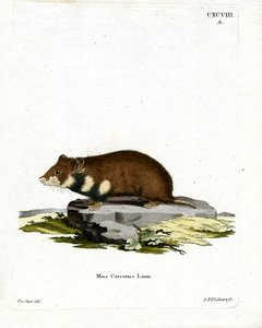 Mustavatsahamsteri (värillinen kaiverrus) tekijältä German School