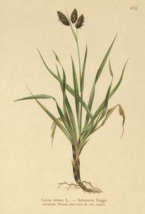 Musta alppisara (Carex atrata) tekijältä German School