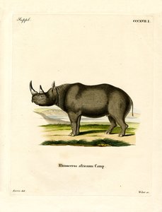 Black Rhinoceros (värillinen kaiverrus) tekijältä German School