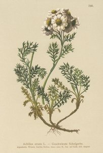 Musta siankärsämö (Achillea atrata) tekijältä German School