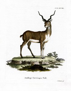 Blackbuck (värillinen kaiverrus) tekijältä German School