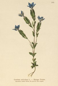 Virtsarakko Gentian (Gentiana utriculosa) tekijältä German School