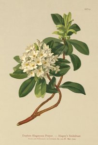 Blagays Daphne (Daphne Blagayana Freyer) tekijältä German School