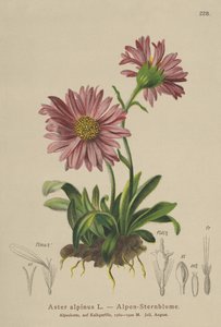Blue Alpine Daisy (Aster alpinus) tekijältä German School