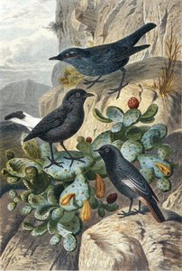 Blue Rock Thrush, Black Wheatear ja Redtail, levy "Brehms Tierleben: Allgemeine Kunde des Tierreichs", osa 4, s. 57, julkaisija Bibliographisches Institut tekijältä German School