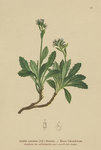 Sininen seinäkrassi (Arabis caerulea, Arabis coerulea) tekijältä German School
