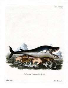 Blue Whale (värillinen kaiverrus) tekijältä German School