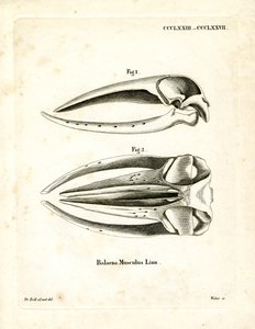 Blue Whale Skull (värillinen kaiverrus) tekijältä German School