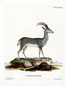 Bluebuck tekijältä German School