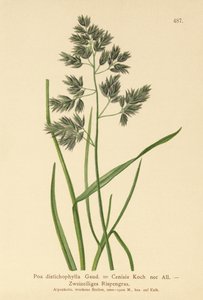 Siniruoho (Poa distichophylla, Poa Cenisia, Poa contracta, Poa fontqueri, Poa oreophila, Poa psychrophila) tekijältä German School