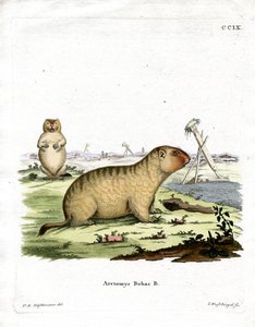 Bobac Marmot (värillinen kaiverrus) tekijältä German School