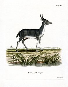 Bohor Reedbuck (värillinen kaiverrus) tekijältä German School