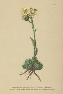 Brauns kana ja poikaset (Sempervivum Braunii) tekijältä German School