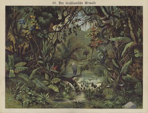 Brasilian sademetsä (väri litho) tekijältä German School