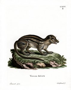 Leveäraitainen Madagaskarin Mongoose (värillinen kaiverrus) tekijältä German School