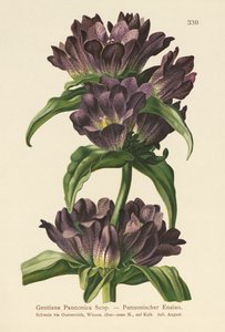 Ruskea Gentian (Gentiana Pannonica) tekijältä German School