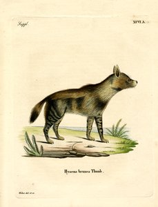 Brown Hyena (värillinen kaiverrus) tekijältä German School
