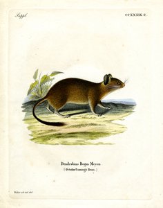 Brush-tailed Rat (värillinen kaiverrus) tekijältä German School