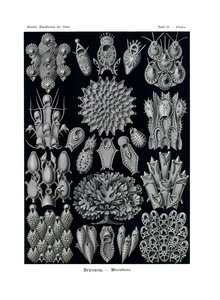 Bryozoa, 1899-1904 tekijältä German School