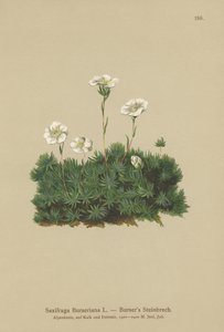 Bursers Saxifrage (Saxifraga Burseriana) tekijältä German School