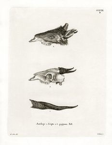 Bushbuck Horns (värillinen kaiverrus) tekijältä German School